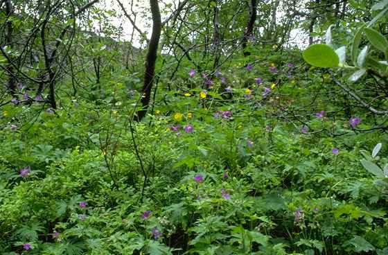 Wald nahe Botnsj&ouml;rn
