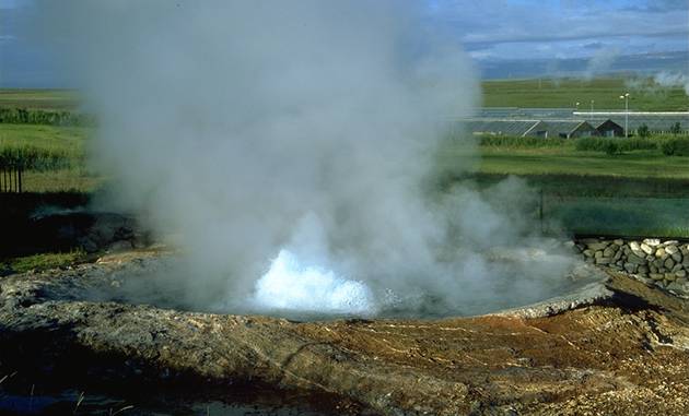 Ystihver bei Hei�arb�r