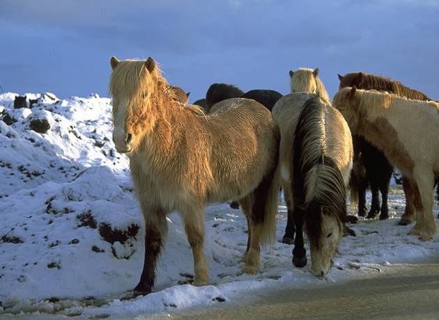 Horses near Sk�lholt